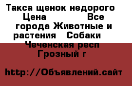 Такса щенок недорого › Цена ­ 15 000 - Все города Животные и растения » Собаки   . Чеченская респ.,Грозный г.